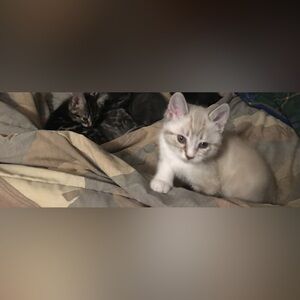 A special necklace and surprises for pepperly